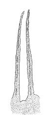 Eriodon cylindritheca, endostome detail. Drawn from B.H. Macmillan 87/4, CHR 413377.
 Image: R.C. Wagstaff © Landcare Research 2019 CC BY 3.0 NZ